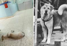 Huacho: El perrito que espera más de un mes a que dueño salga del hospital | FOTO