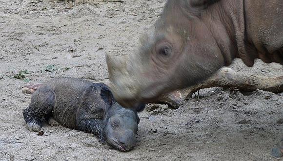 Indonesia: Nace una cría de rinoceronte con dos cuernos en vía de extinción [FOTOS]