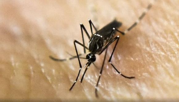 Peces, insecticidas naturales y mosquitos, armas contra el Zika 