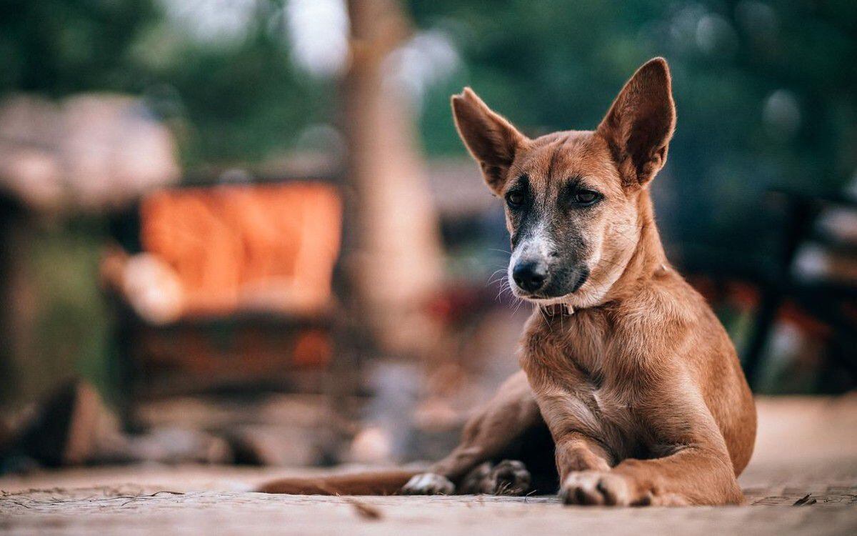 Muchas familias suelen alimentar a sus mascotas caninas con el mismo alimento que ellos consumen, pero no saben en realidad el daño que le están generando.  (Foto: Referencial / Pixabay)