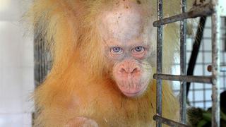 Orangutana albina de Indonesia recibe este nombre en latín... [FOTOS]
