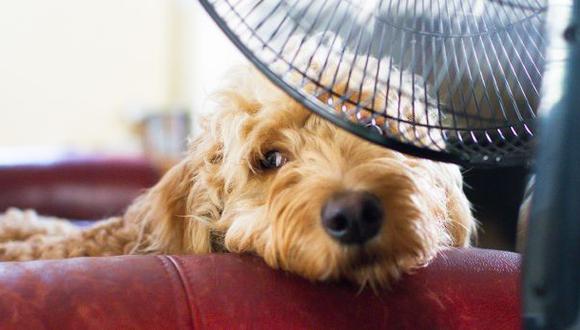 Las mascotas también sufren el golpe de calor de verano. Es importante mantenerlos frescos.