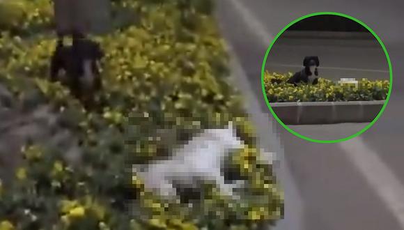Perrito fiel acompaña por horas a su amigo que falleció atropellado (VIDEO)