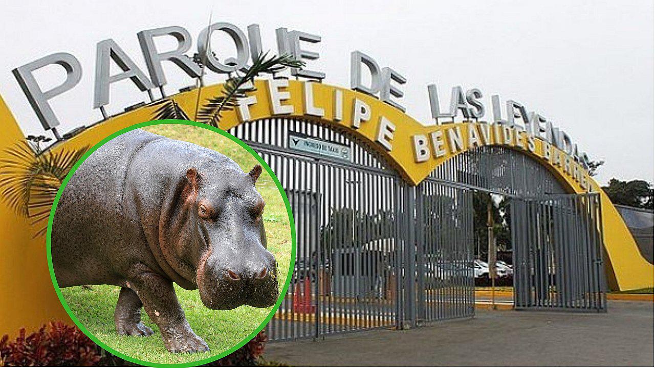 Celebran primer decenio de vida de hipopótamo en el Parque de las Leyendas 