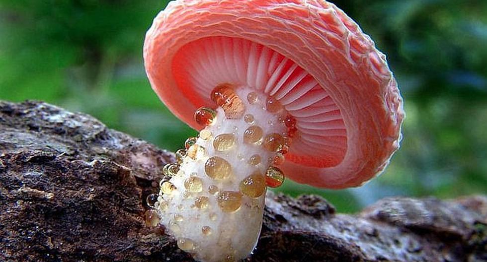 El Reino Fungi Hongos Images And Photos Finder