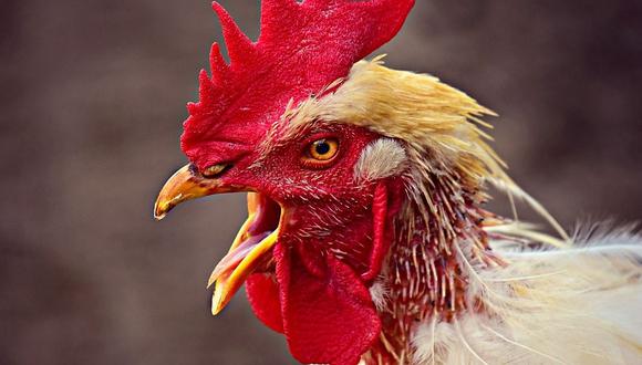 Vecinos denuncian a un gallo por ser demasiado agresivo