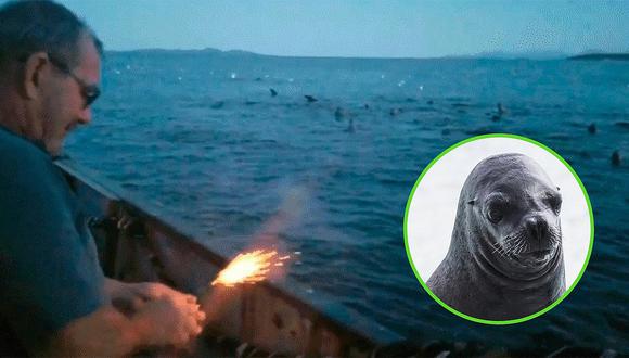 Pescador lanza dinamita a unos leones marinos y se burla de ellos (VIDEO)