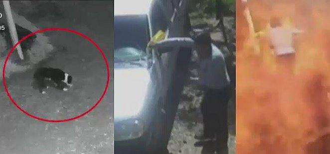 ​Hombre despechado no solo quemó camioneta, sino que envenenó a perrito de su exnovia (VÍDEO)