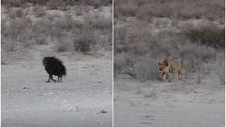 Una distraída hiena pasa cerca de una manada de leones sin darse cuenta que su vida corre peligro