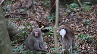 Japón: mono y cierva se enamoran y asombran a la ciencia [VIDEO]