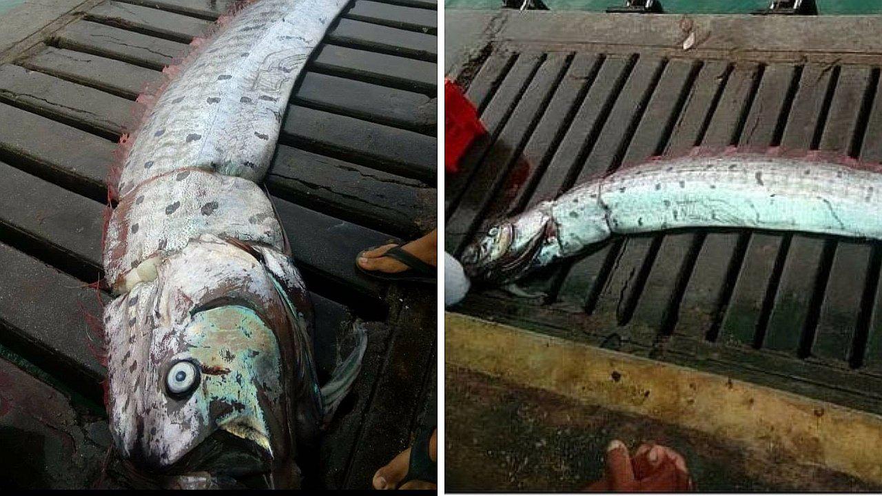 Encuentran a raro pez que vaticina temblores en Máncora (FOTOS)