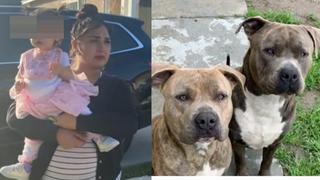 Mujer apuñala a su perro raza pitbull tras ataque: “era el perro o mi hija”
