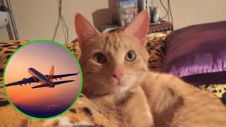 Pasajeros de una conocida aerolínea denuncian la pérdida de una gatita