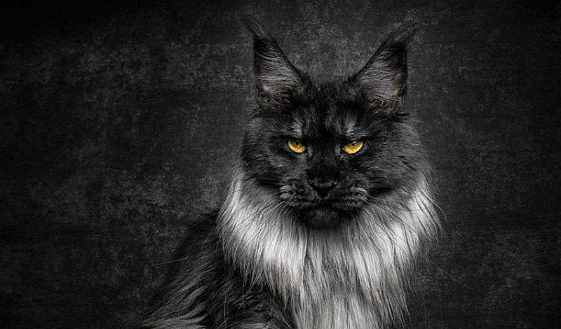 Los animales relacionados a la magia y brujería