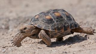 Estados Unidos niega protección federal a tortuga y activistas están en desacuerdo con decisión