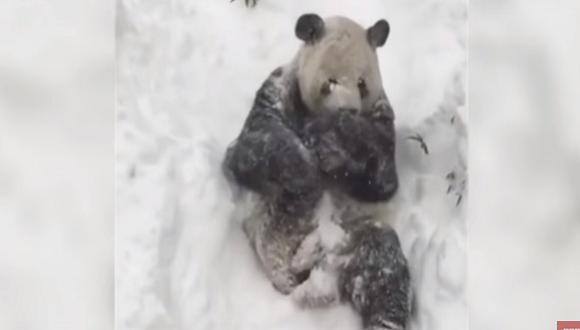 Youtube: Panda se divierte con fuerte nevada en Washington
