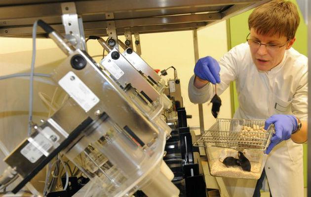 Prueban en ratones que es posible reescribir recuerdos asociados a drogas