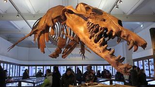 ​Descubren una bravaza ballena prehistórica que devoraba tiburones