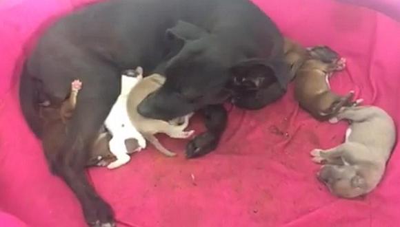 Mascotas: perrita sorprende y da a luz a ocho cachorritos en estación Naranjal (VIDEO)