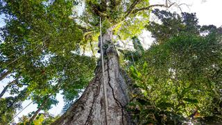 Huánuco: buscan proteger a decenas de especies y miles de hectáreas de bosques en Codo de Pozuzo