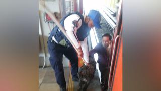 Rescatan a un perro de la vías del Metro, le salvan la vida y hasta lo bautizan | FOTOS