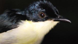 Descubren nueva especie de ave que asombra a la comunidad científica internacional