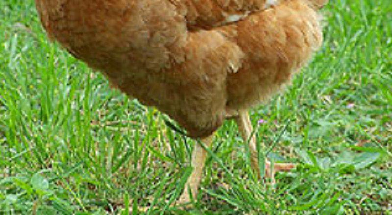 Gallina sin cabeza sobrevive más de una semana (FOTOS)