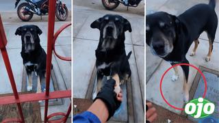 Perrito callejero con la pata herida busca ayuda en una veterinaria