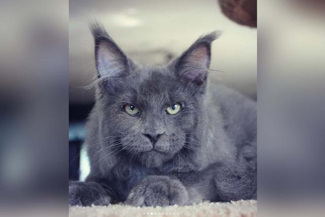 Guillever también es otro de los gatos con rostro humano que ha dejado en shock a los internautas. | Foto: Instagram/Catsvill County