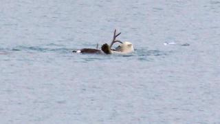Osa polar persigue a reno en el agua, lo caza y se lo come al toque | VIDEO