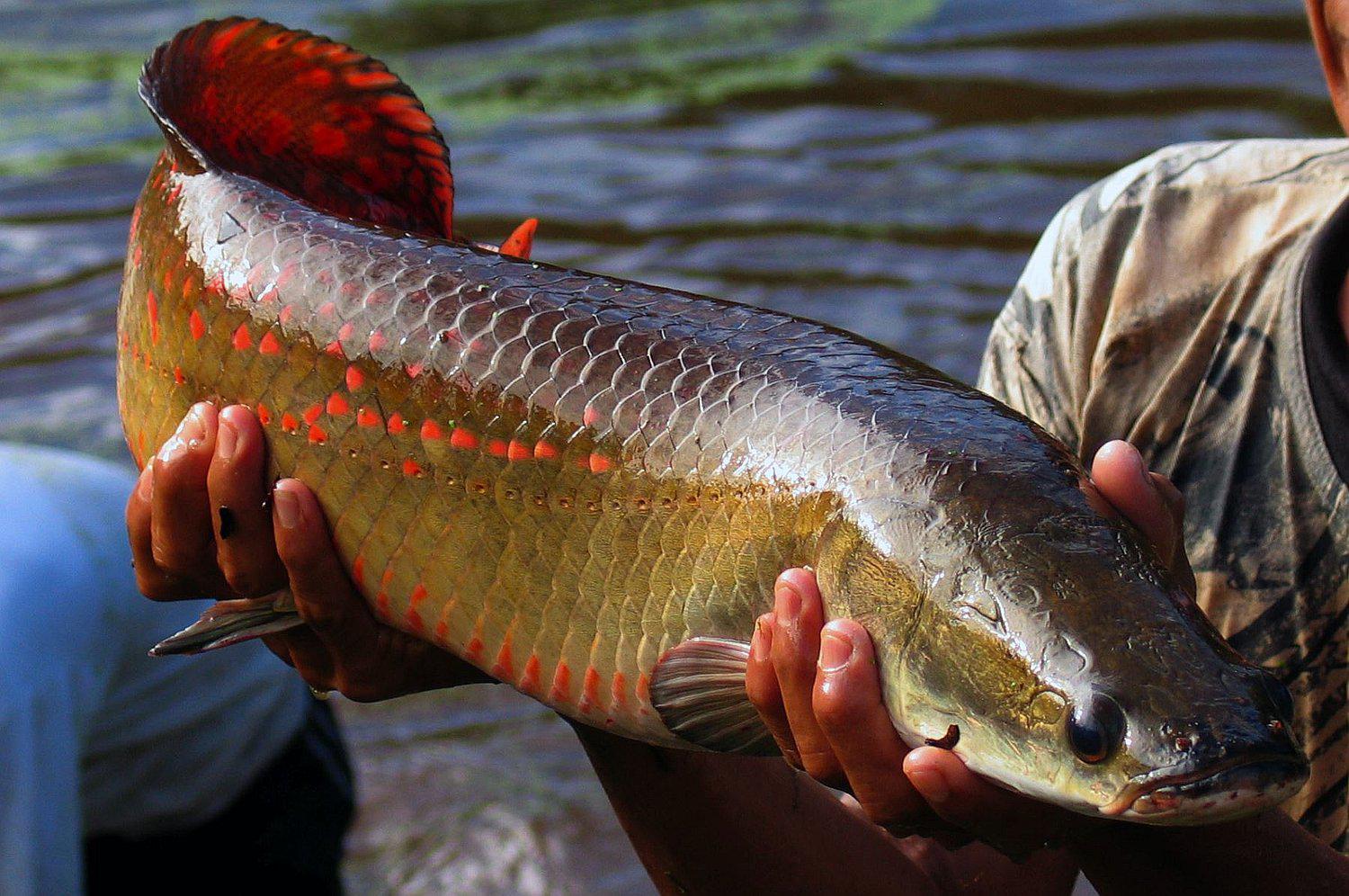 Científicos advierten contaminación de plástico en peces del Amazonas