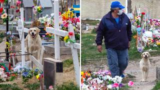 Perro vive junto a tumba de su amo y consuela a deudos durante sepelios en cementerio