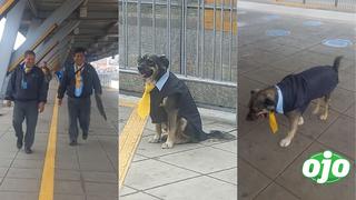 “Mi primera chamba”: Perrito vestido como ‘conductor’ del Metropolitano se hace viral en redes