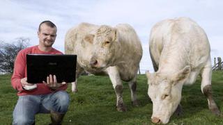 Aparece en Internet un sitio para encuentros sexuales con vacas 
