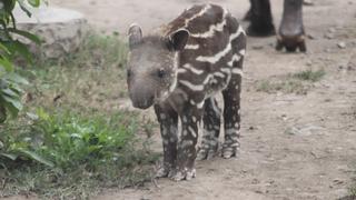 Presentan a bebé tapir en el Parque de las Leyendas