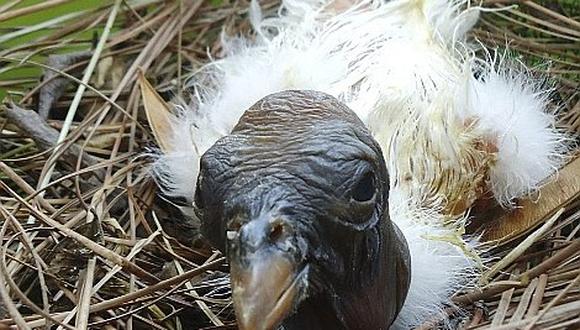 Bolivia: nace en zoológico un cóndor, ave en peligro de extinción 