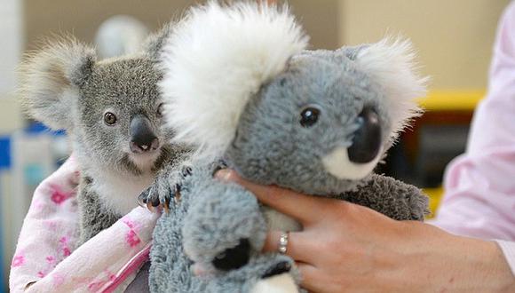Australia: Bebé koala huérfano se aferra a peluche como si fuera su madre