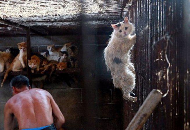  China: ¿Por qué esta fotografía salvó a gato de ser asesinado por carniceros?