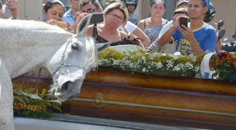 ¡Muy triste! Caballo reacciona así en pleno velorio de su jinete (VIDEO)