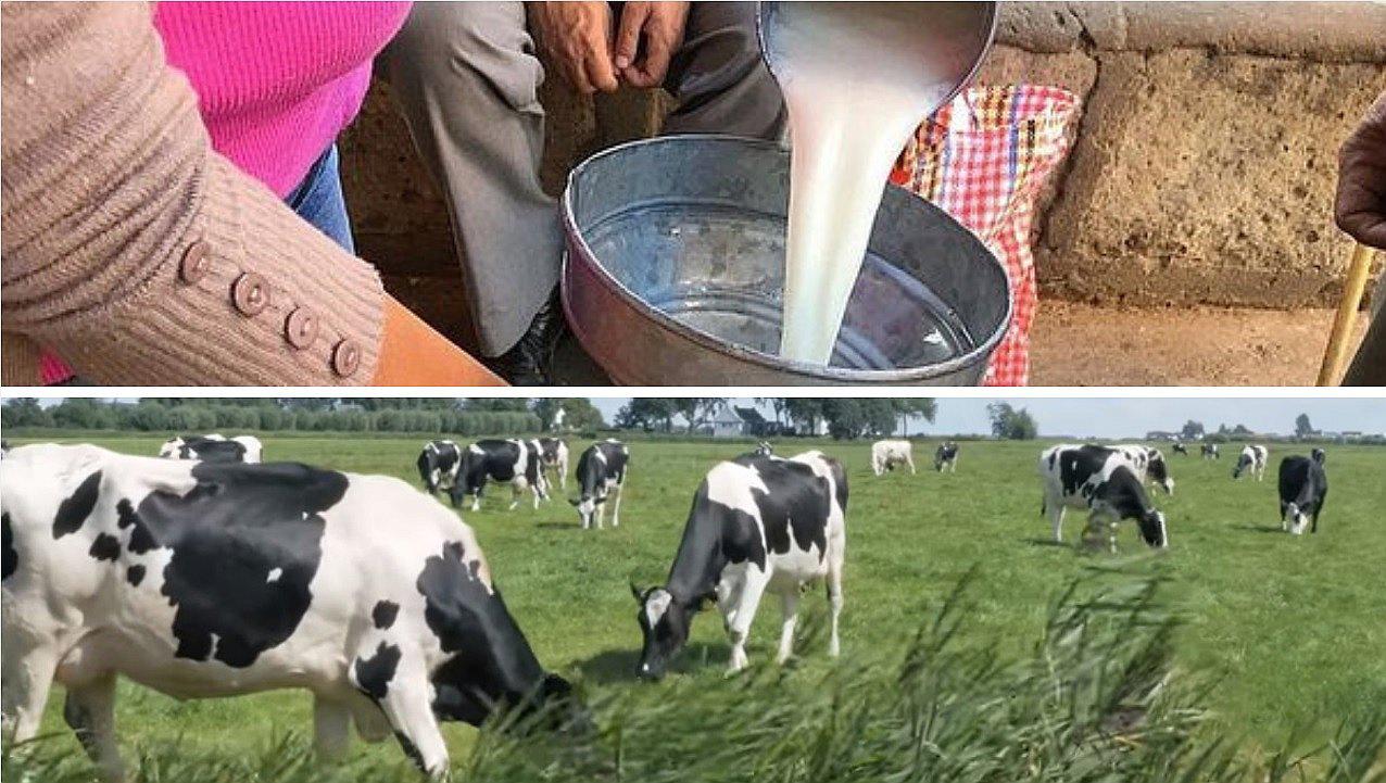 ​Conocida marca de leche dejará de comprarle insumo a más de 5 mil ganaderos de Arequipa