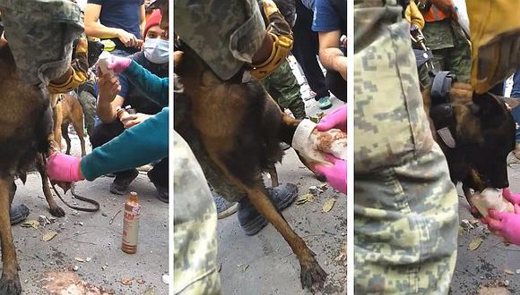 Terremoto en México: perra salva a persona entre escombros pero ocurre accidente (VIDEO)