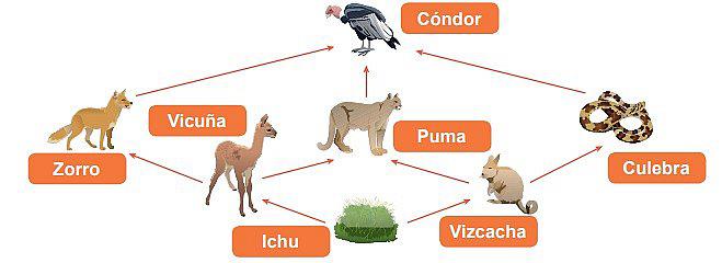 ¿Cómo se inicia una cadena alimenticia? 