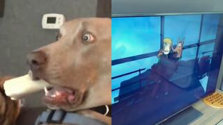 Perro tiene la expresión de terror más adorable de Internet al ver una película de Scooby Doo