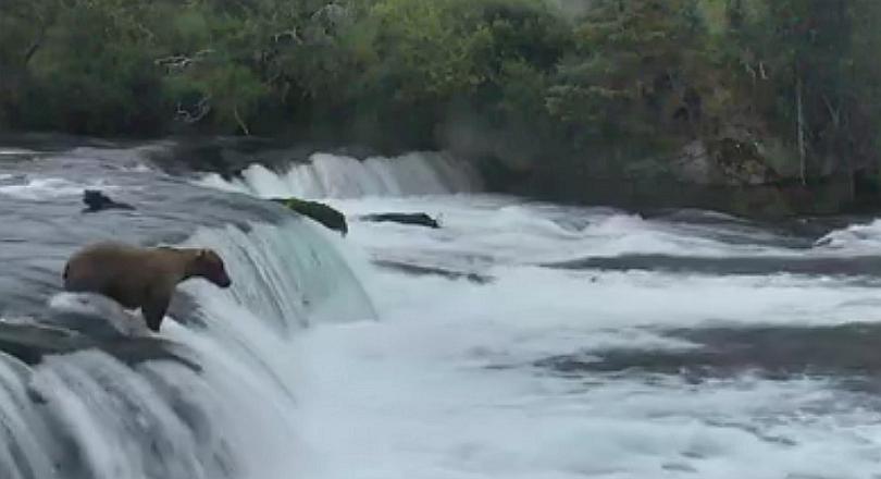 ​Facebook: Osa arriesga su vida y nada para salvar a su cría [VIDEO]
