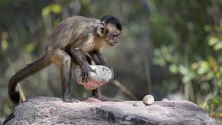 Monos capuchinos afilan piedras y las convierten en herramientas 