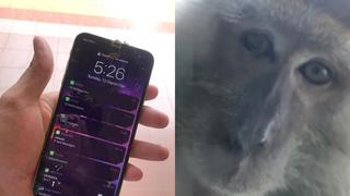 Mono se toma fotos y videos con iPhone que robó de una casa 