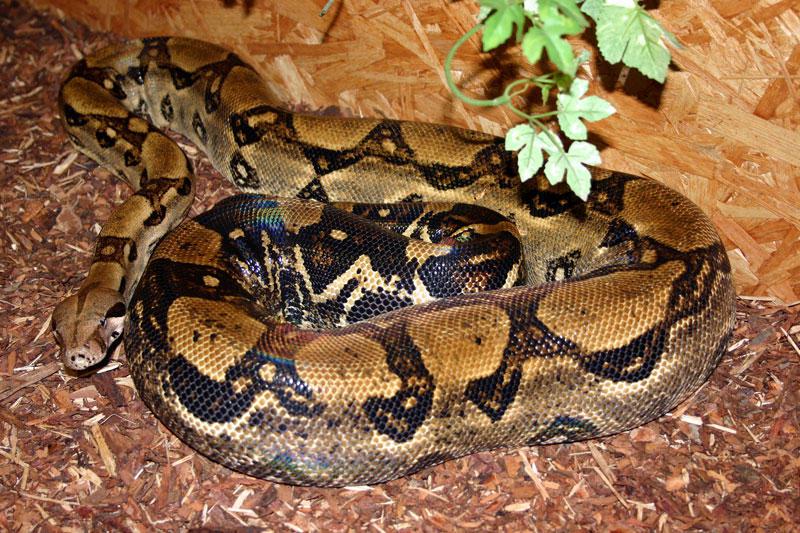 Iquitos: Niños matan a palazos a boa pitón para comérsela