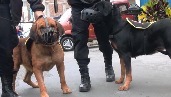 Rottweilers rescatados de las calles se convierten en miembros de la Brigada Canina de Surco.