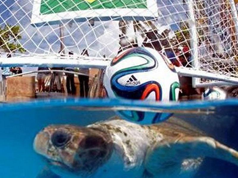 Mundial Brasil 2014: Tortuga "Cabezona" predice que locales le ganarán a Croacia 
