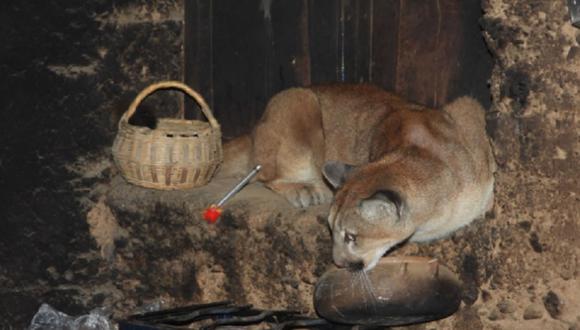 Huancavelica: Puma andino entra a vivienda en busca de comida y familia lo encierra en la cocina (Foto: Serfor)